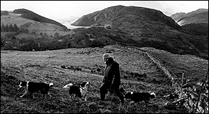 Patrick walking with his dogs around his hill farm.